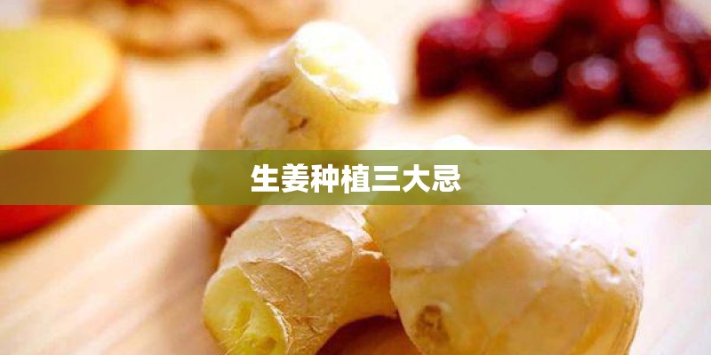 生姜种植三大忌
