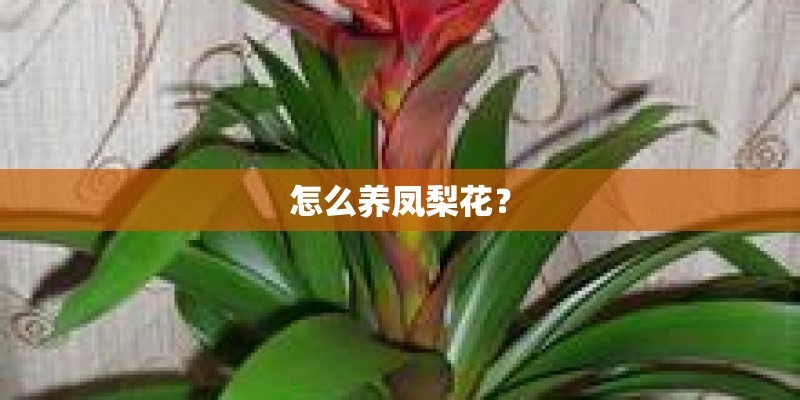 怎么养凤梨花？