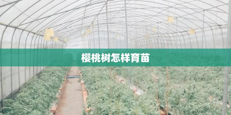 樱桃树怎样育苗