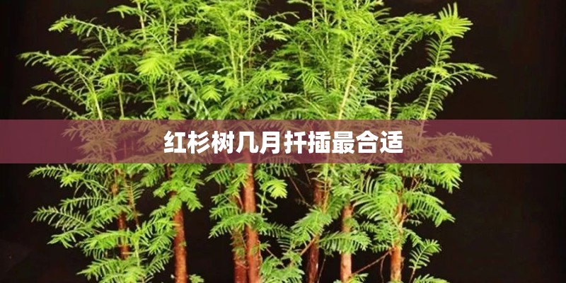 红杉树几月扦插最合适