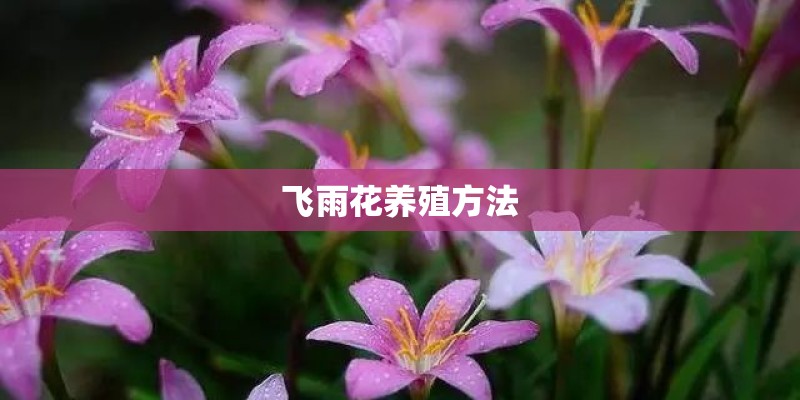 飞雨花养殖方法