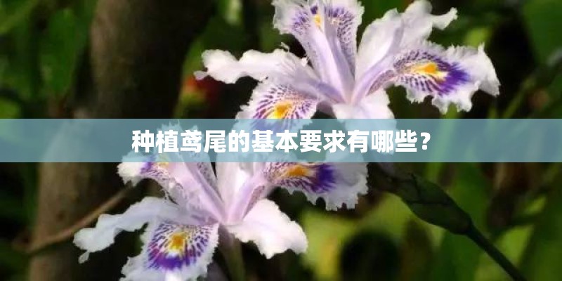 种植鸢尾的基本要求有哪些？