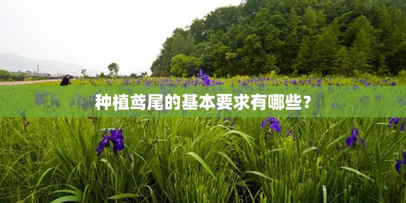 种植鸢尾的基本要求有哪些？