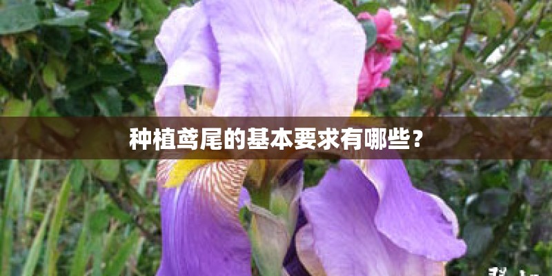 种植鸢尾的基本要求有哪些？