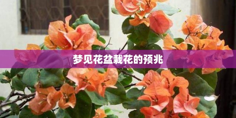 梦见花盆栽花的预兆