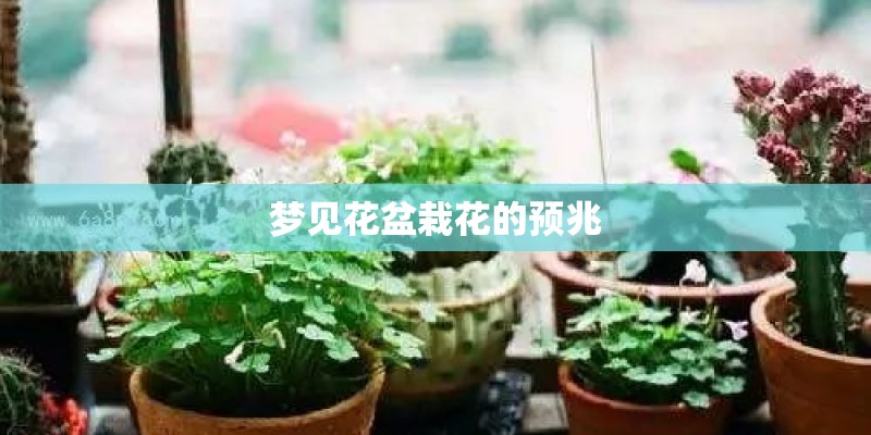 梦见花盆栽花的预兆 梦见花盆栽花的预兆