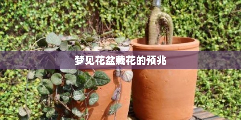 梦见花盆栽花的预兆 梦见花盆栽花的预兆