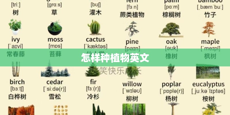 怎样种植物英文