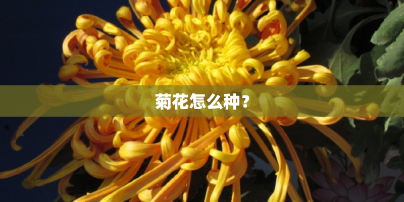 菊花怎么种？