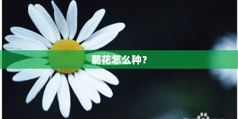 菊花怎么种？