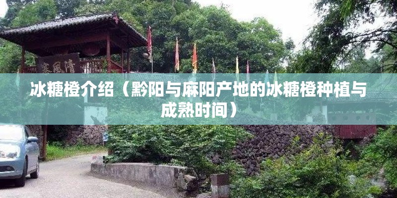 冰糖橙介绍（黔阳与麻阳产地的冰糖橙种植与成熟时间）