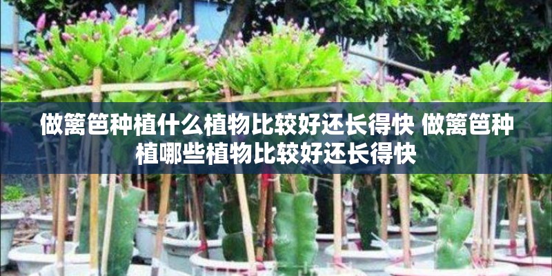 做篱笆种植什么植物比较好还长得快 做篱笆种植哪些植物比较好还长得快