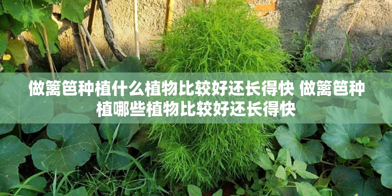 做篱笆种植什么植物比较好还长得快 做篱笆种植哪些植物比较好还长得快
