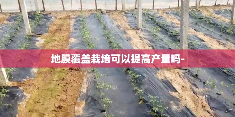 地膜覆盖栽培可以提高产量吗-