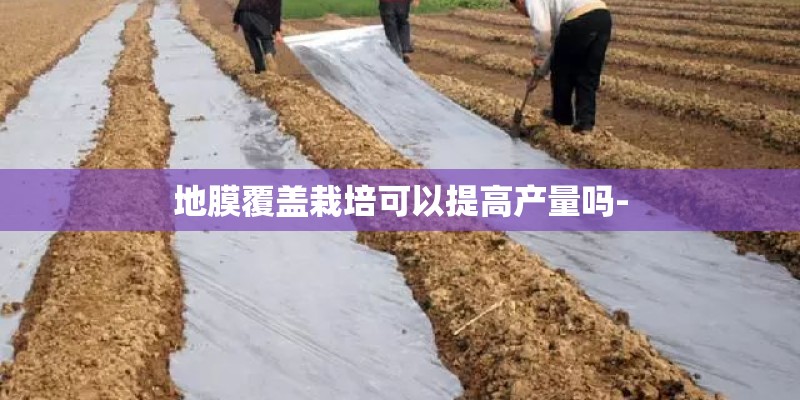 地膜覆盖栽培可以提高产量吗-
