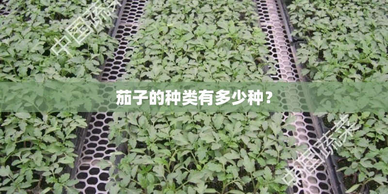 茄子的种类有多少种？