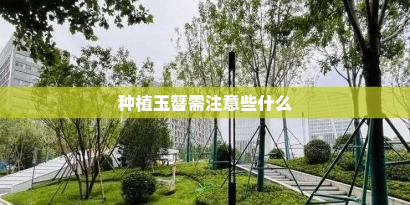 种植玉簪需注意些什么