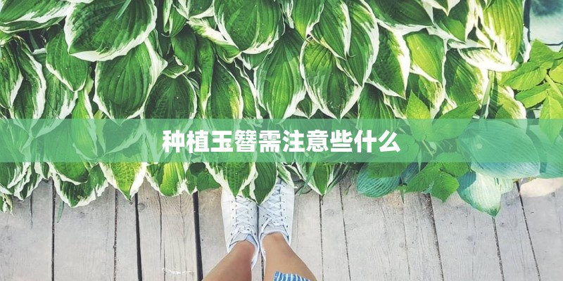 种植玉簪需注意些什么