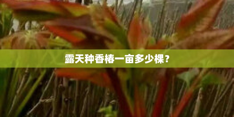 露天种香椿一亩多少棵？