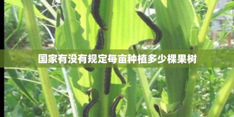 国家有没有规定每亩种植多少棵果树