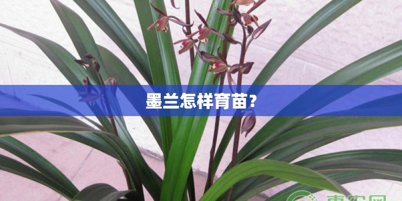 墨兰怎样育苗？