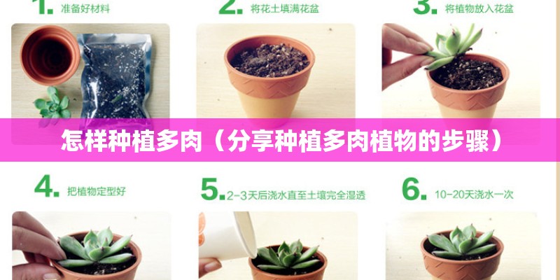 怎样种植多肉（分享种植多肉植物的步骤）