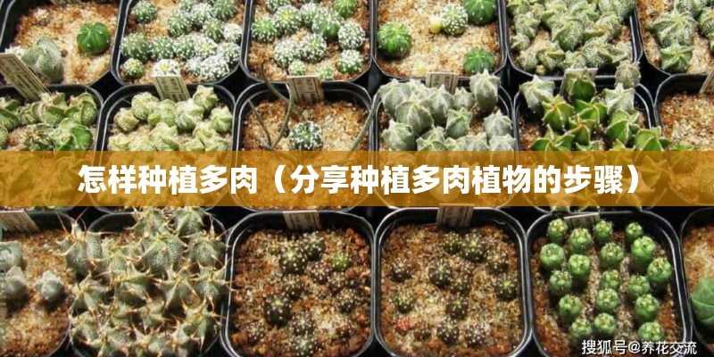怎样种植多肉（分享种植多肉植物的步骤）