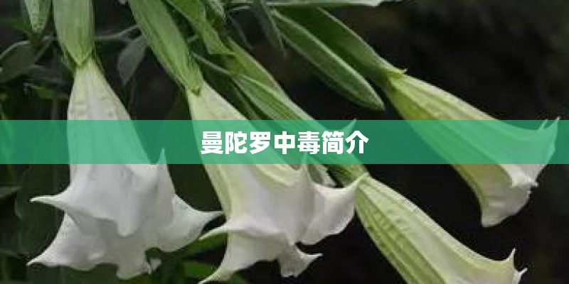 曼陀罗中毒简介