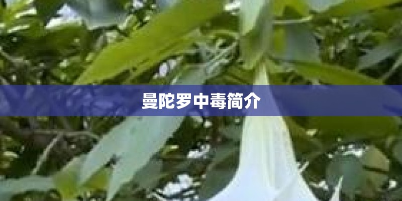 曼陀罗中毒简介