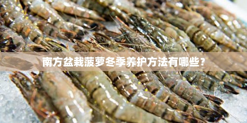 南方盆栽菠萝冬季养护方法有哪些？