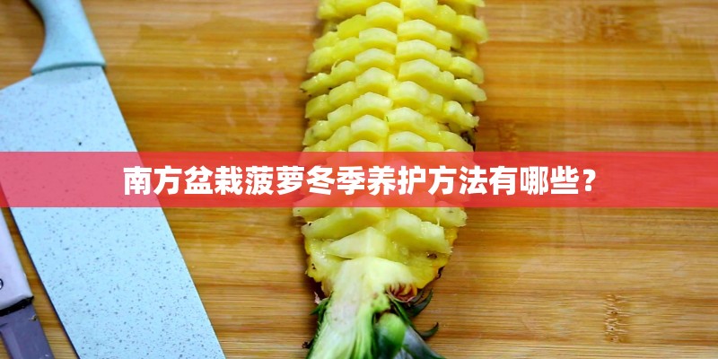 南方盆栽菠萝冬季养护方法有哪些？