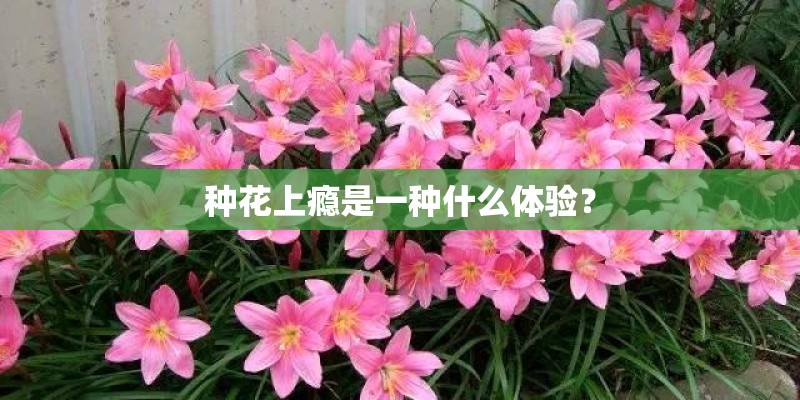 种花上瘾是一种什么体验？