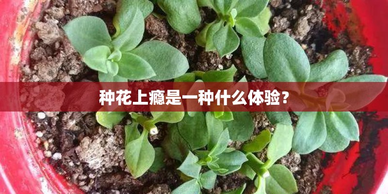 种花上瘾是一种什么体验？