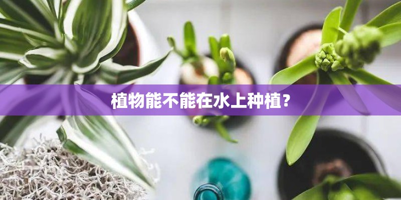 植物能不能在水上种植？