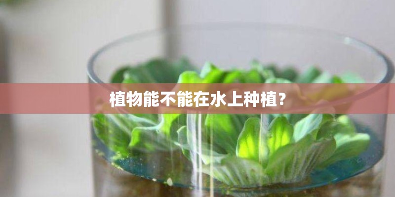 植物能不能在水上种植？