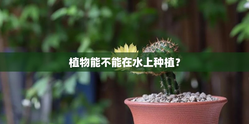 植物能不能在水上种植？