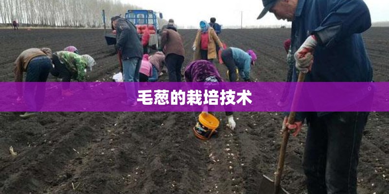 毛葱的栽培技术