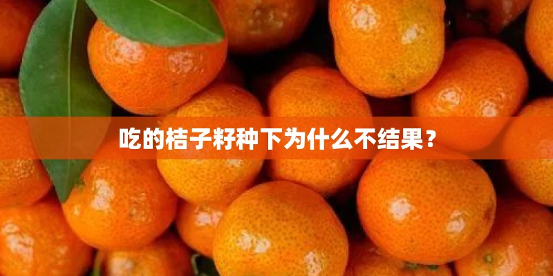 吃的桔子籽种下为什么不结果？
