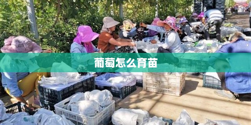 葡萄怎么育苗