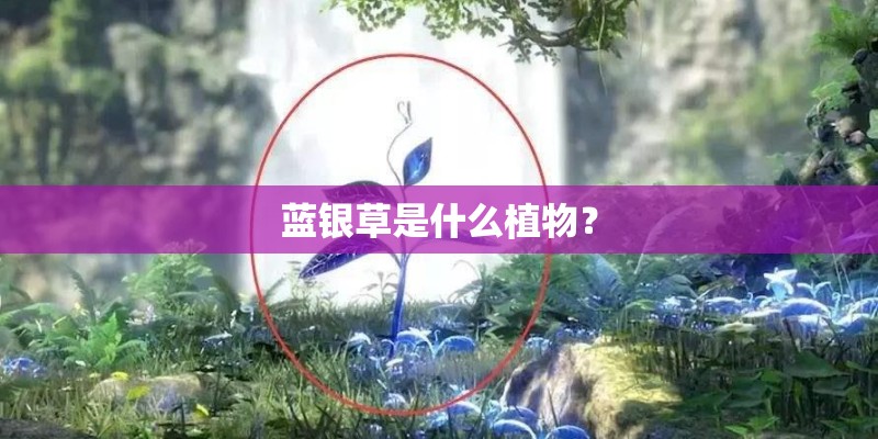 蓝银草是什么植物? 蓝银草是什么植物?