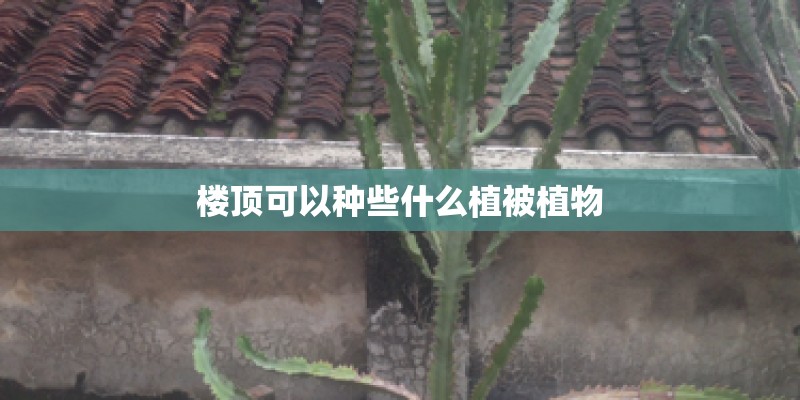 楼顶可以种些什么植被植物