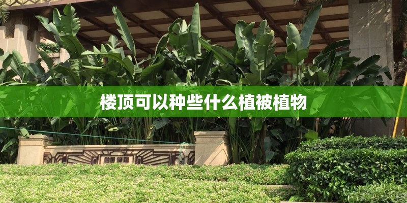 楼顶可以种些什么植被植物 楼顶可以种些什么植被植物