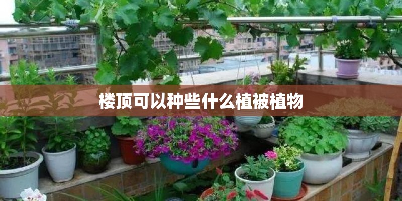 楼顶可以种些什么植被植物 楼顶可以种些什么植被植物