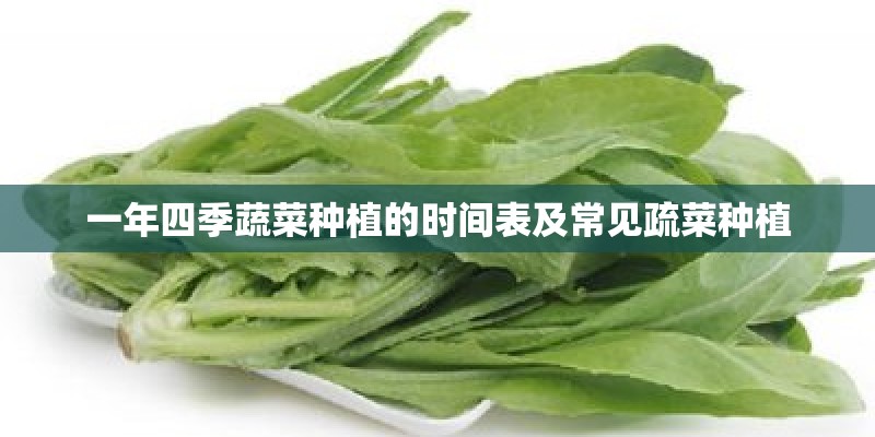 一年四季蔬菜种植的时间表及常见疏菜种植