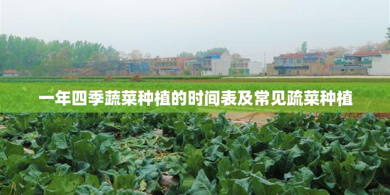 一年四季蔬菜种植的时间表及常见疏菜种植 一年四季蔬菜种植的时间表及常见疏菜种植