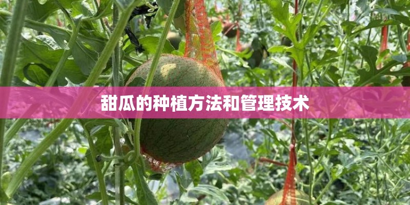 甜瓜的种植方法和管理技术