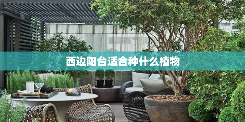 西边阳台适合种什么植物