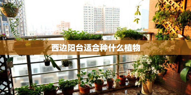 西边阳台适合种什么植物