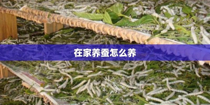在家养蚕怎么养