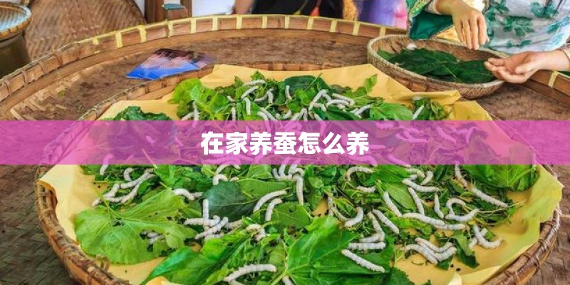 在家养蚕怎么养